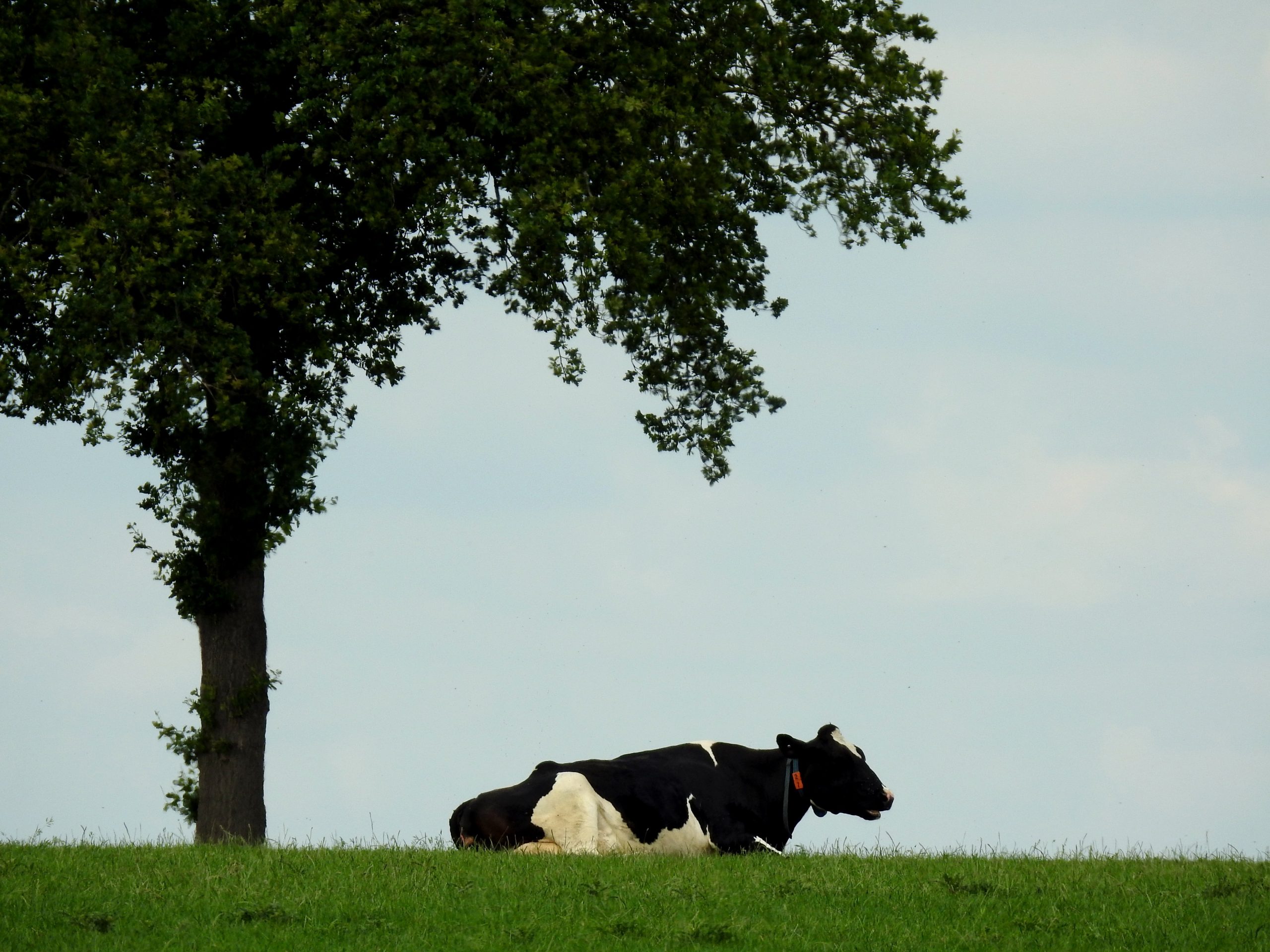 herkauwende koe op heuveltop naast boom